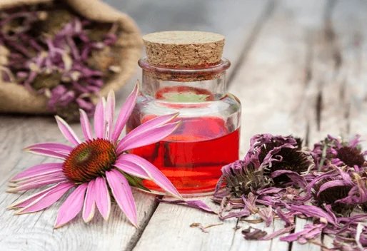 Échinacée et flacon de macérât, formation en naturopathie